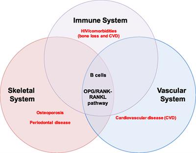 Beyond Antibodies: B Cells and the OPG/RANK-RANKL Pathway in Health, Non-HIV Disease and HIV-Induced Bone Loss